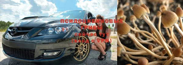 прущие грибы Арсеньев